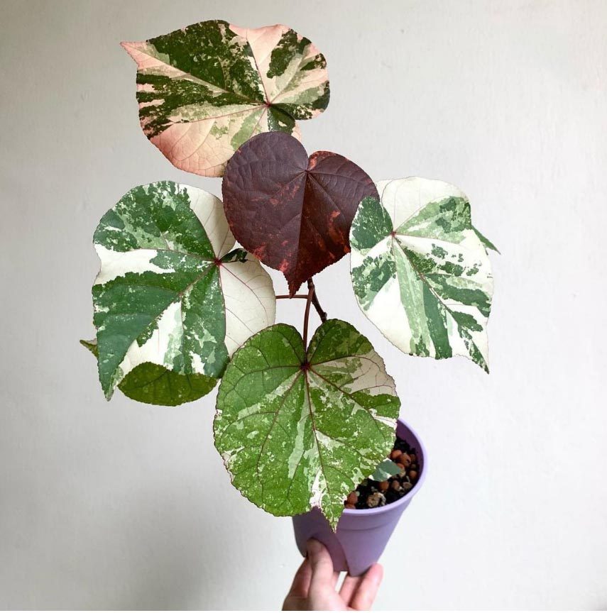 花叶黄瑾斑叶黄槿红桑hibiscus tiliaceus tricolor稀有绿植盆栽