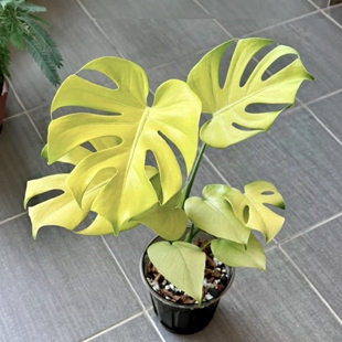 黄黄黄龟背竹短茎黄金锦化白怪兽白龟洒金热带植物绿植花卉植物室