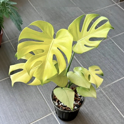 黄黄黄龟背竹短茎黄金锦化白怪兽白龟洒金热带植物绿植花卉植物室