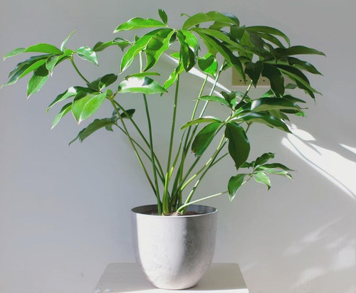 印第安羽毛掌叶蔓绿绒FunbBun鹅掌柴蔓绿绒ins北欧网红绿植盆栽