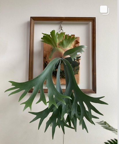 鹿角蕨二岐鹿角蕨植物附生蕨类北欧风绿植室内盆栽热带雨林