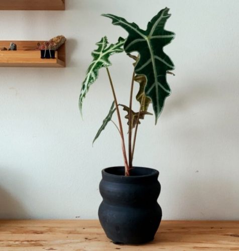 诺比海芋鱼骨泰国大仙女