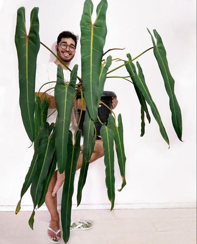 小圣灵蔓绿绒爬藤植物长叶剑叶蔓绿绒暴风雪橙柄室内耐阴好养绿植