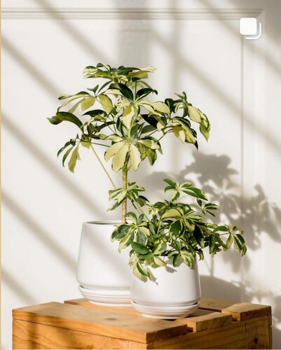 花叶鸭脚木油画鹅掌柴稀有品种