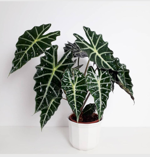 非洲面具大仙女小仙女海芋观音莲黑叶进口网红ins风植物室内庭院