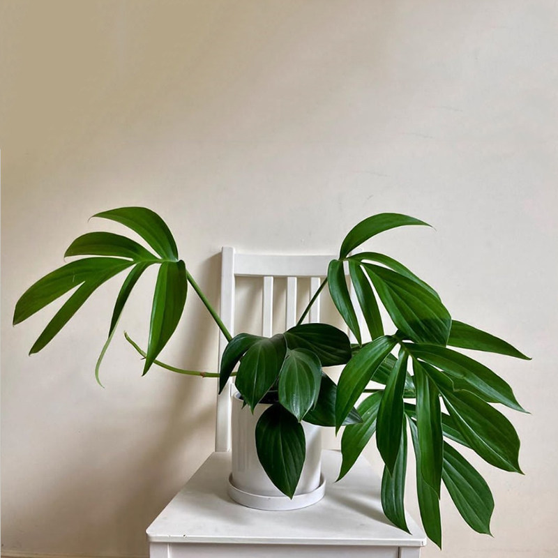 麒麟尾 Epipremnum pinnatum绿植吉祥四季常青盆栽吸甲醛净化空气,鲜花速递/花卉仿真/绿植园艺,绿植,淘宝优惠券,粉丝福利购,淘宝优惠卷