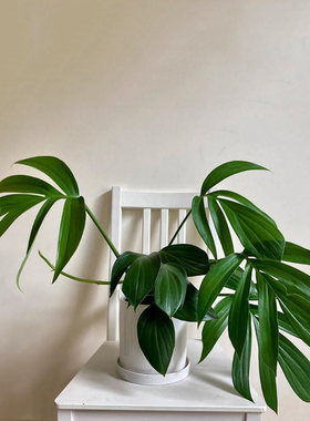 麒麟尾 Epipremnum pinnatum绿植吉祥四季常青盆栽吸甲醛净化空气