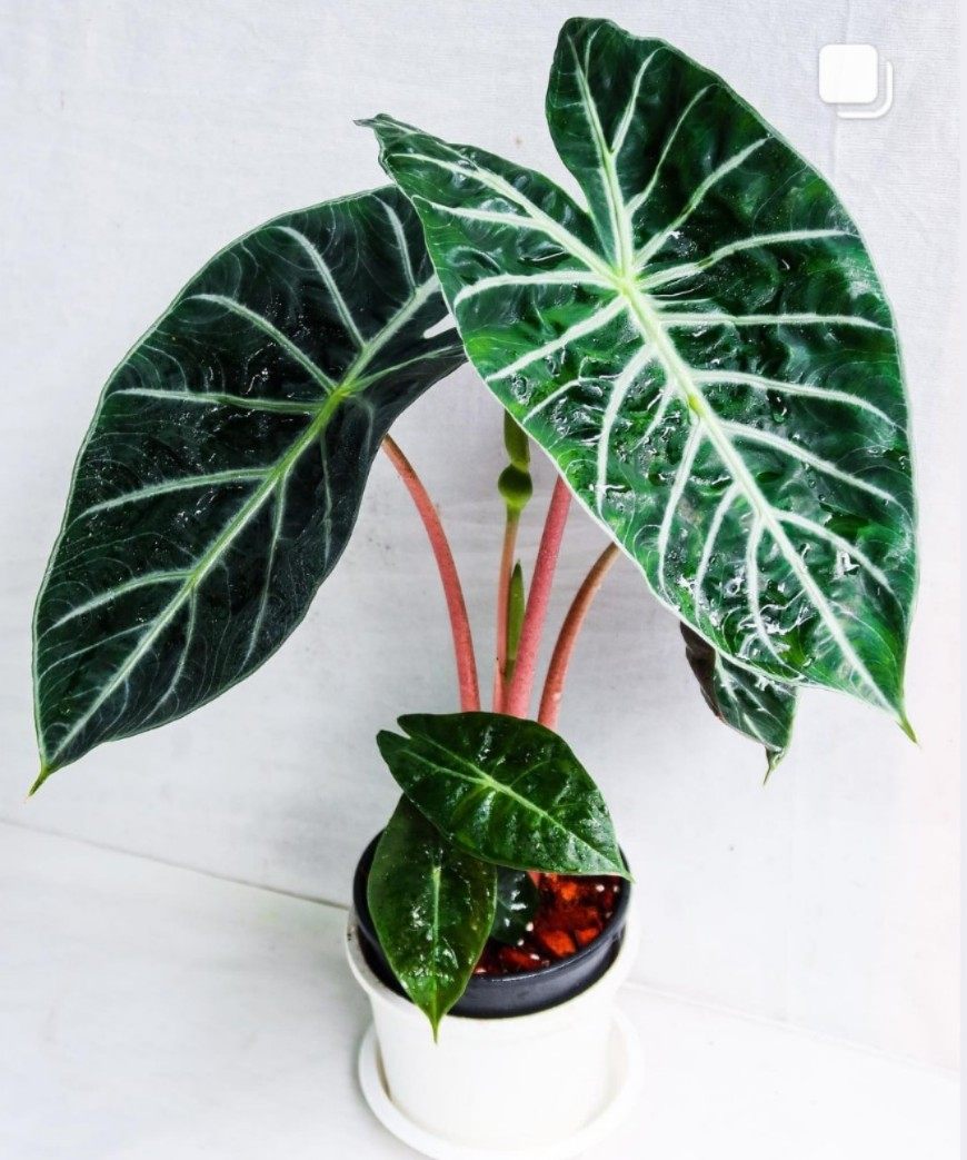 粉龙海芋粉龙龟背内罗毕之夜进口网红绿植物盆栽热带观叶阳台好养