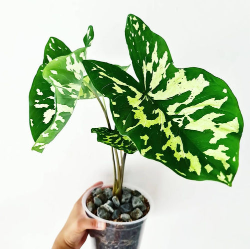 希洛美人稀有植物彩叶芋牛奶合果芋泰国热带雨林异彩植物耐热绿植