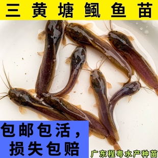 本地塘鲺三黄杂交塘鲺本地塘角鱼