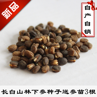 林下参催芽种子100粒包邮送3根新鲜活人参苗吉林长白山沙藏开口种