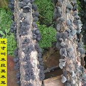 新货 东北秋耳小碗干木耳肉厚口感脆秋季 长白山木段黑木耳500g 包邮