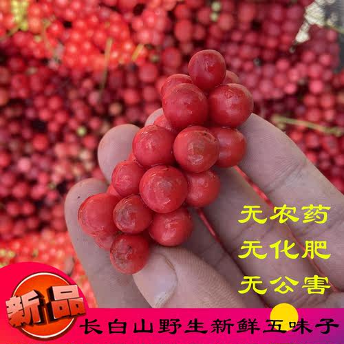 长白山新鲜野生五味子500g包邮