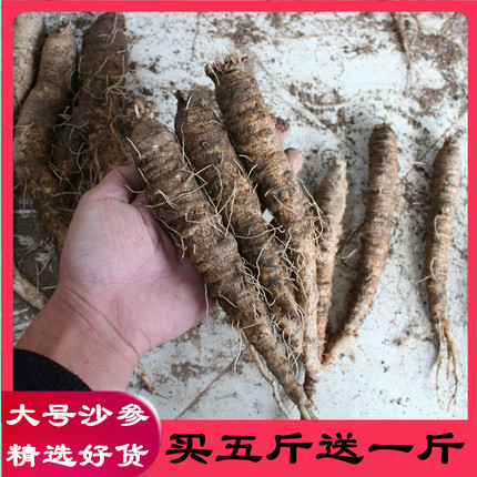 新鲜野生山胡萝卜北沙参包邮东北山地瓜轮叶党参朝鲜高丽咸菜原料