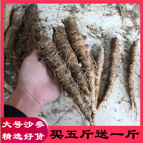 新鲜野生山胡萝卜北沙参包邮东北山地瓜轮叶党参朝鲜高丽咸菜原料