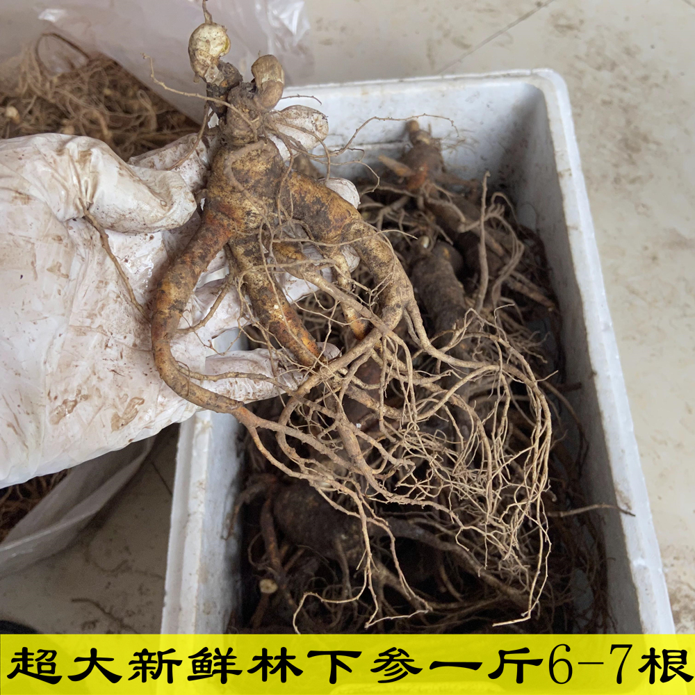 长白山新鲜林下参500g包邮残肢野山参泡酒煲汤炖鸡自己吃的鲜人参