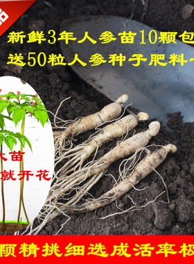 长白山新鲜人参苗包邮送催芽参种子盆景种植占地参栽阳台窗台植物