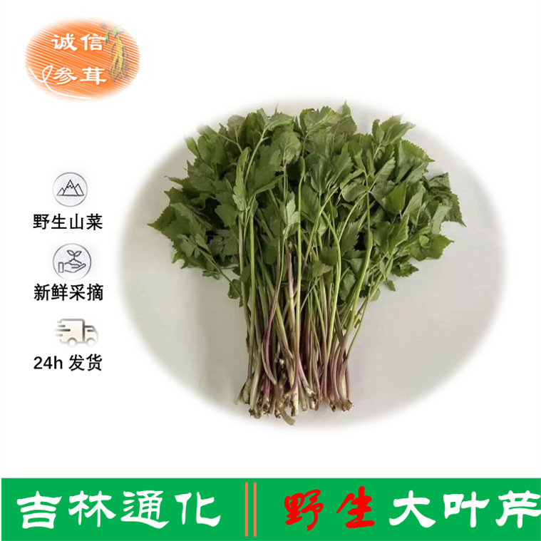 通化新鲜纯野生头茬大叶芹1斤包邮吉林山野菜山芹菜老桑芹水芹菜