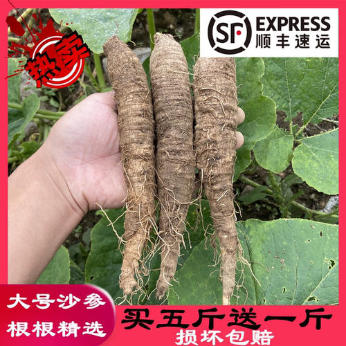 新鲜野生沙参山胡萝卜500g包邮