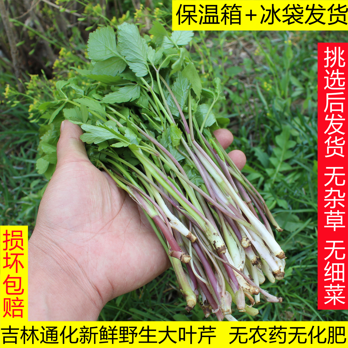 通化新鲜纯野生头茬大叶芹1斤包邮吉林山野菜山芹菜老桑芹水芹菜