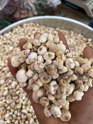 贵州山货半夏 自然晾干