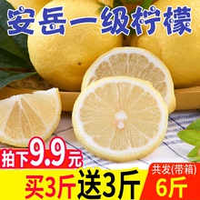9.9元包邮 罗克珊 四川安岳柠檬 6斤
