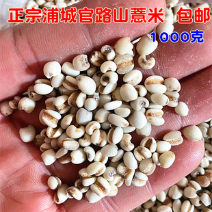 新米浦城官路山薏米五谷杂粮苡仁国家地理标志农家薏米1000克包邮
