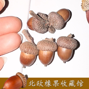 槲栎小橡果 壳斗科天然种子橡果 植物种子 收藏种子图鉴