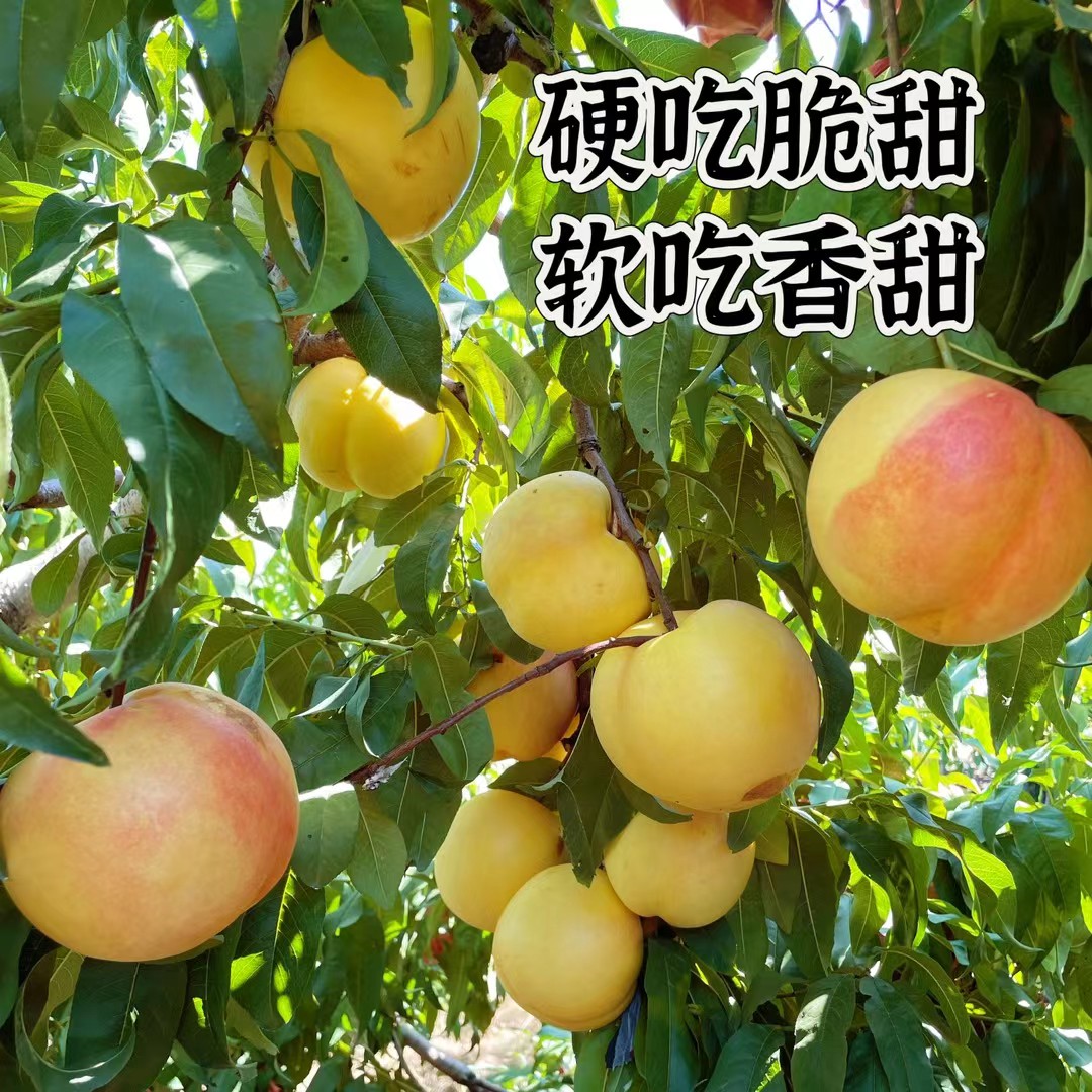 水蜜桃当季水果水蜜桃香甜多汁