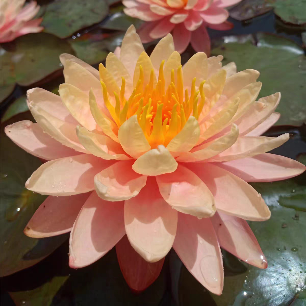 进口精品耐寒睡莲花期长庭院别墅花园水生植物品种:孟加拉-乌纹