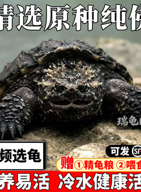 视频挑选纯佛鳄龟送龟粮喂食镊子