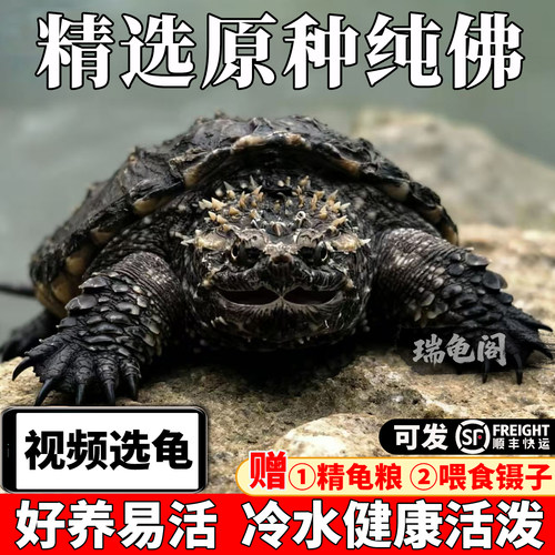 视频挑选纯佛鳄龟送龟粮喂食镊子