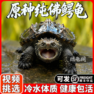 纯佛鳄龟爆刺乌龟活物暴刺小龟苗北美杂佛幼苗大罕见中美拟原种鱼