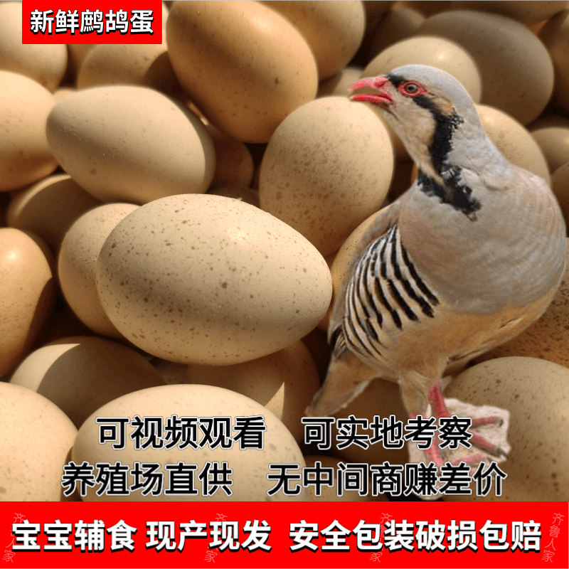 新鲜鹧鸪蛋30枚食用飞龙蛋孕妇宝宝辅食鸟蛋非鸽子蛋包邮破损包赔