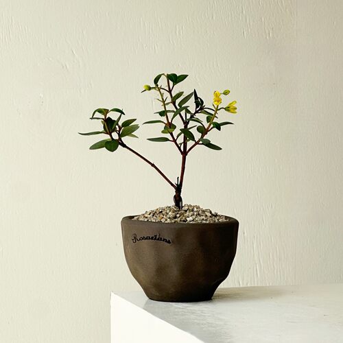 TeeUM陶土韩国花盆透气排水