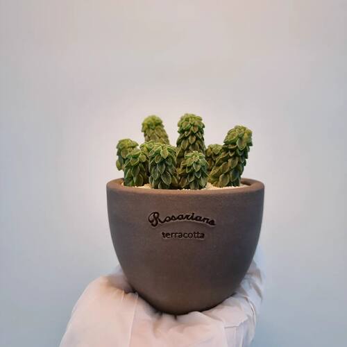 陶土韩国花盆透气排水TeeUM