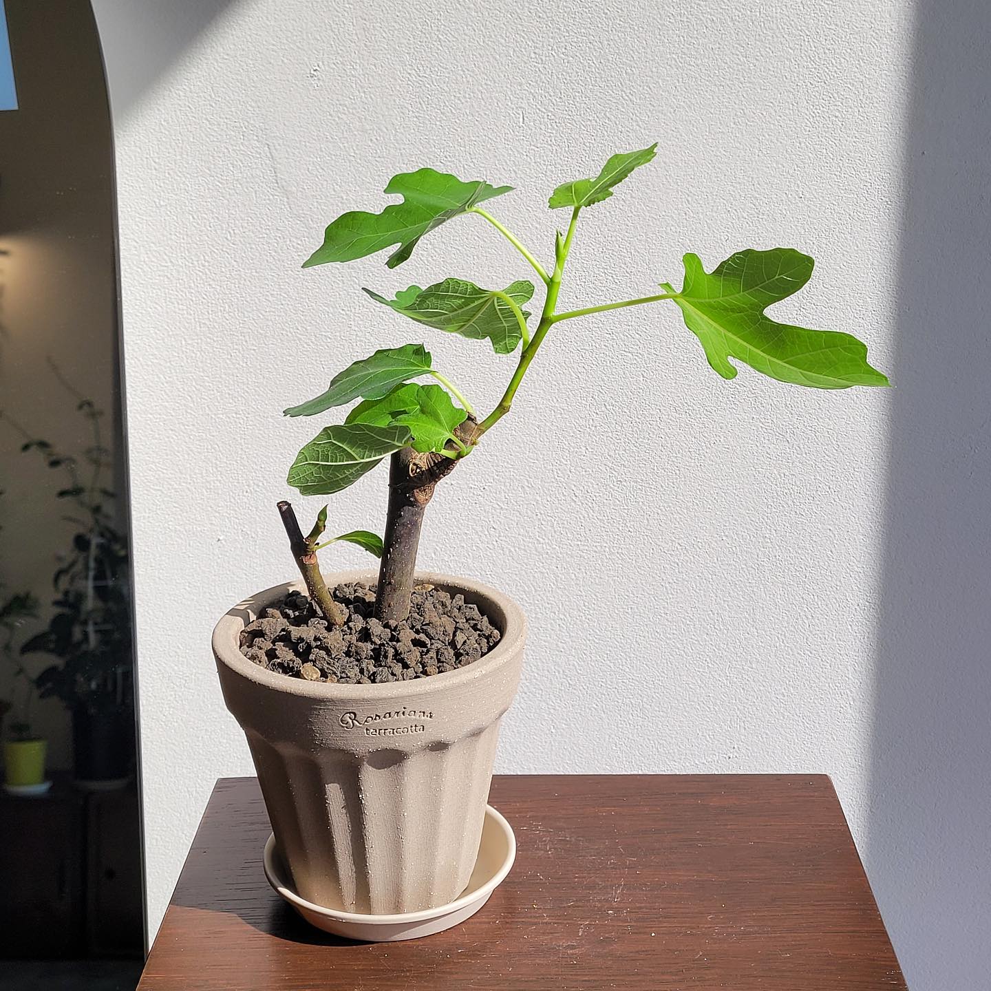 陶土韩国花盆高透气TeeUM