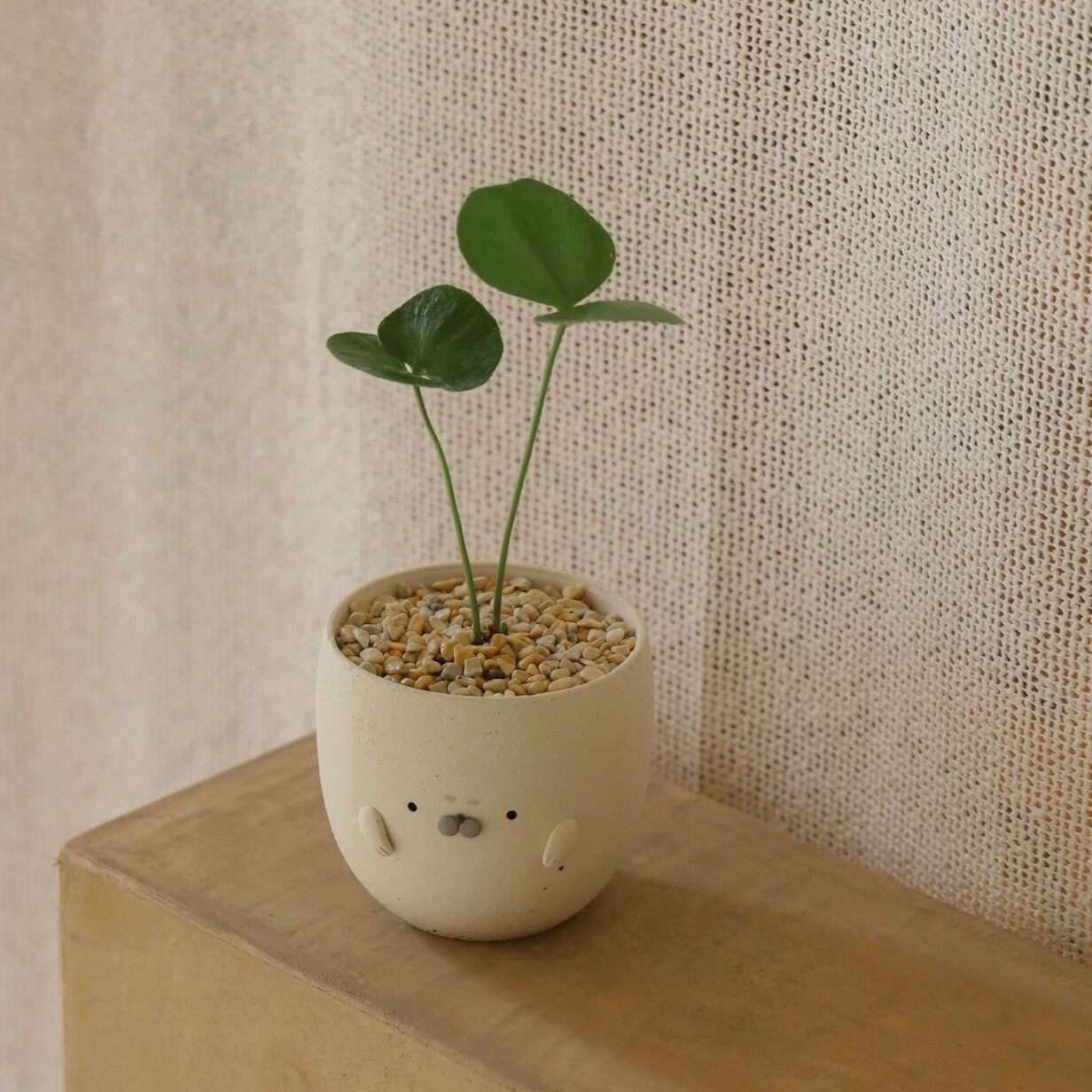 「国内现货」TeeUM韩国制｜ 手工多肉块根花盆｜创意特色礼盆器