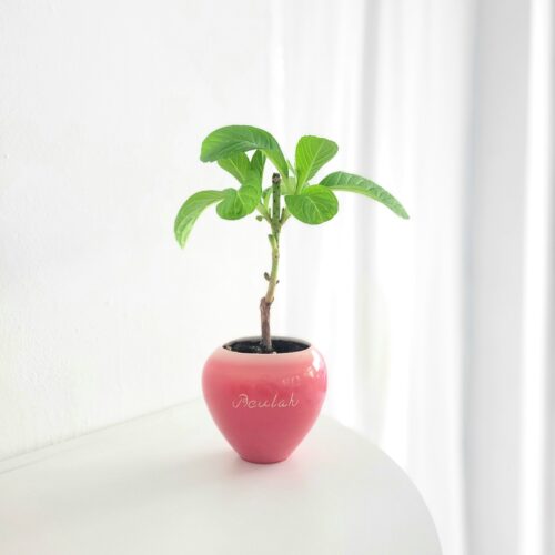 陶土韩国花盆INS盆创意设计TeeUM