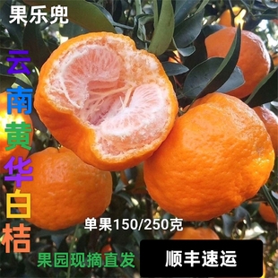 黄华白桔清甜爽口甘冽香浓单果150/230克品质保证顺丰速运