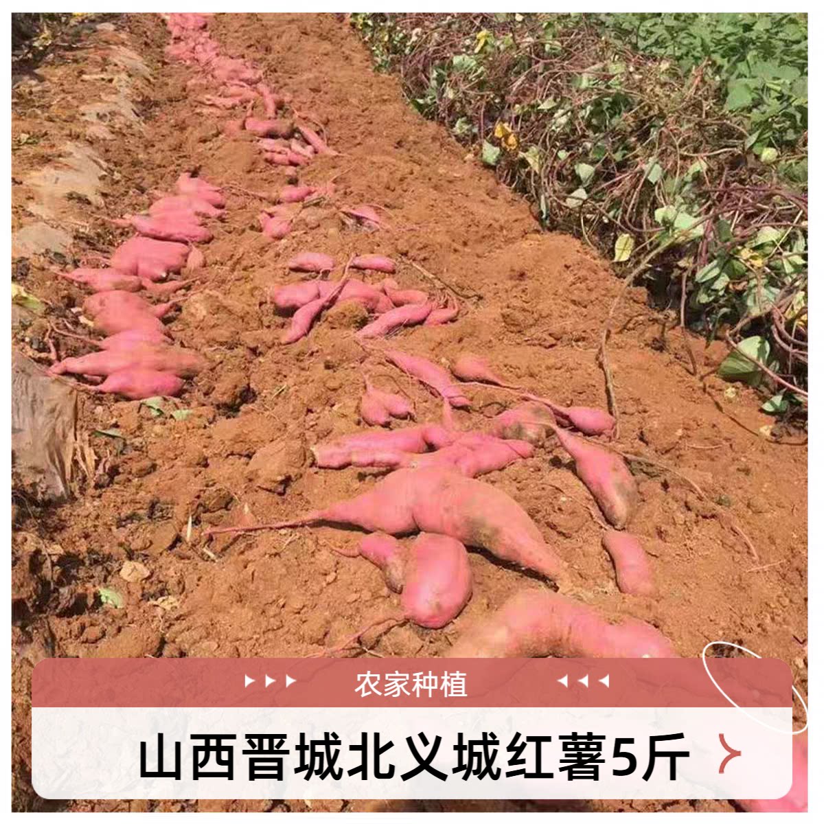 北义城红薯软糯香甜农家自种