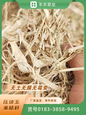 优质揉丝玉米秸秆，揉丝除尘，牛羊牧草干草，牛羊专用草