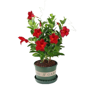 四季开飘香藤盆栽爬藤植物垂吊花卉室内外庭院攀援植物法国香水