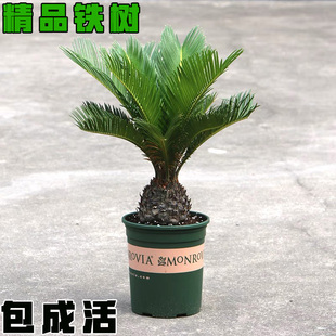 铁树盆栽小苏铁苗办公室客厅净化空气大型植物盆景四季常青耐寒