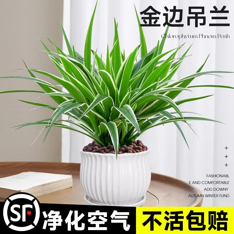 金边吊兰盆栽绿植办公室客厅植物垂吊长藤花卉好养