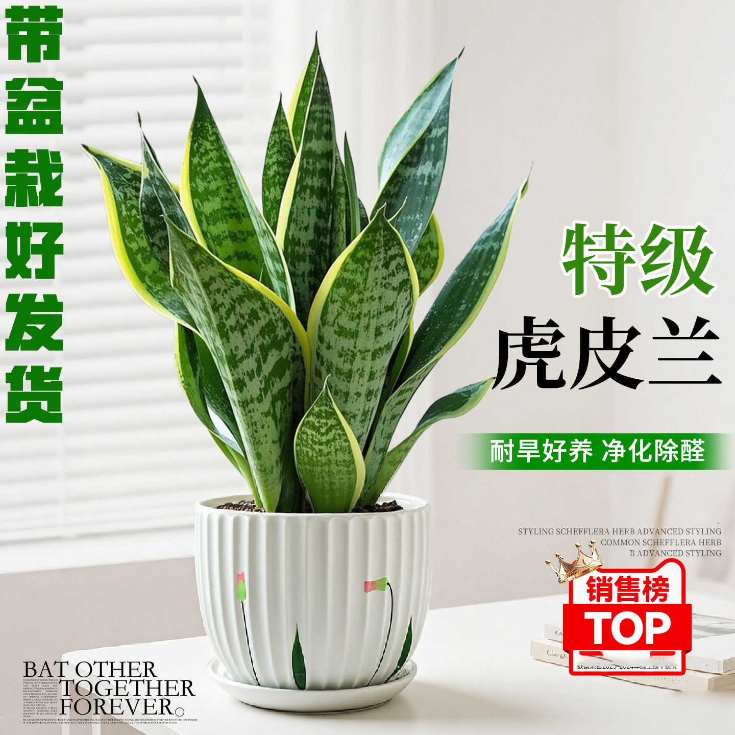 虎皮兰盆栽净化空气大绿植办公室内客厅桌面摆放花卉甲醛植物耐旱