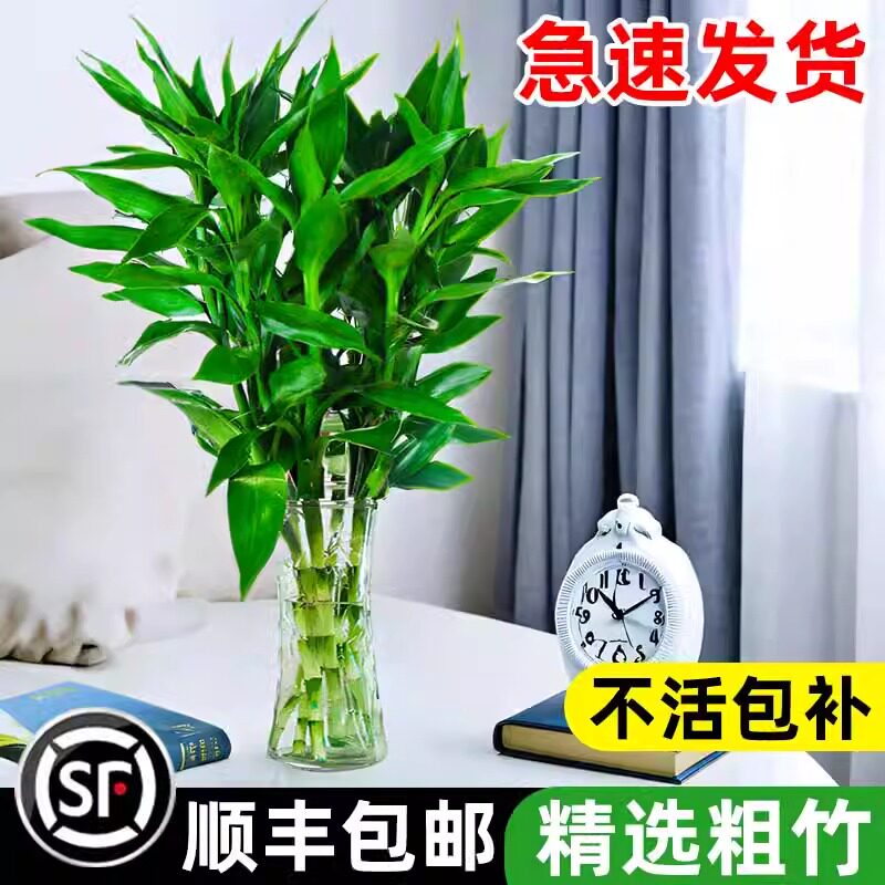 富贵竹水培植物客厅招财竹子弯竹节节高绿植盆栽花卉植物大叶紫竹