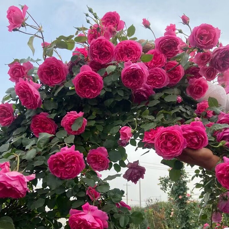 大游行月季花四季开蔷薇花苗大花浓香爬藤植物花卉藤本月季欧月