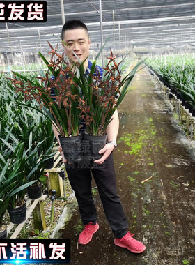 墨兰盆栽兰花苗金边兰花金华山客厅办公室净化空气企黑大宽叶兰花