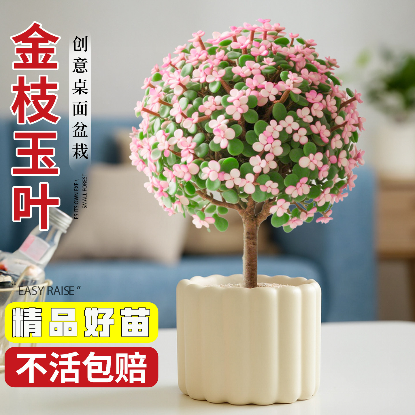 金枝玉叶盆栽四季开植物多肉花卉办公室阳台客厅净化空气绿植耐旱